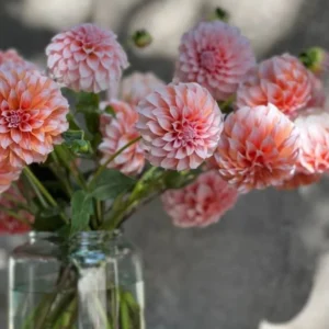 Dahlia Peaches