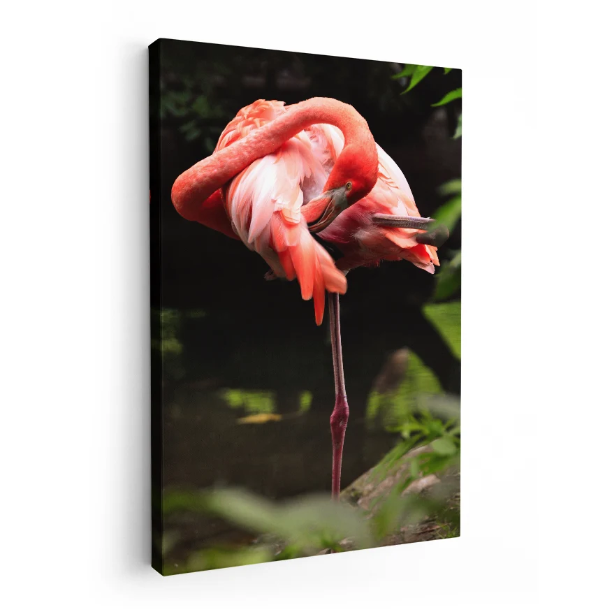 Flamenco Rosa Poster