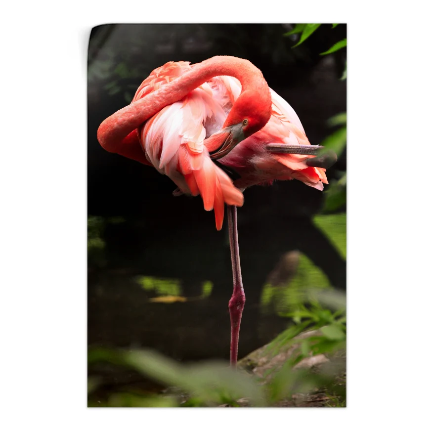 Flamenco Rosa Poster