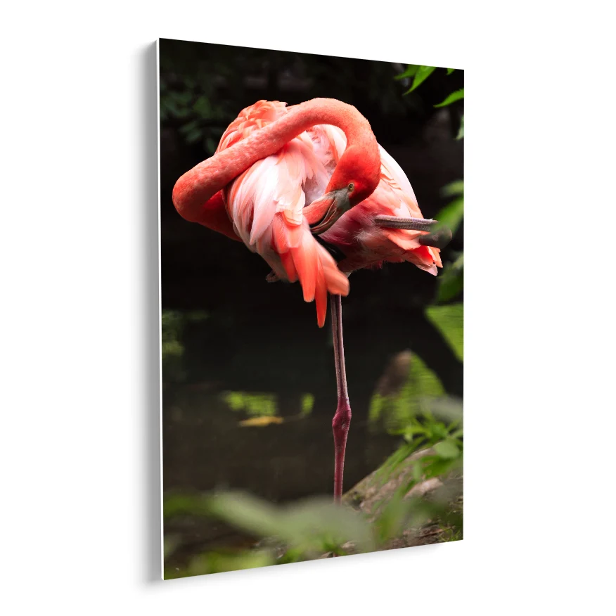 Flamenco Rosa Poster