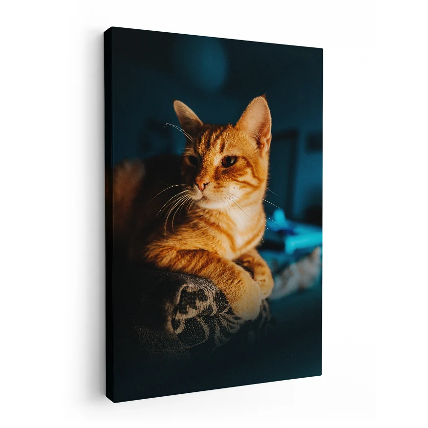 Gato Observando Poster
