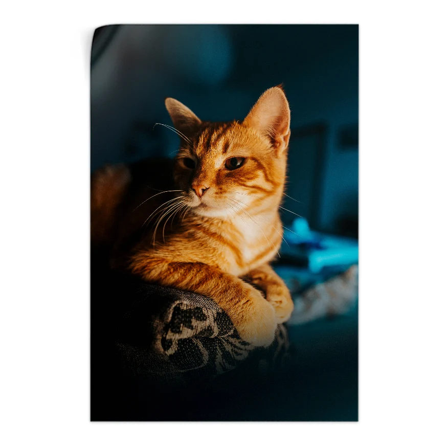 Gato Observando Poster