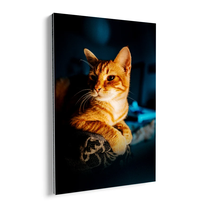 Gato Observando Poster