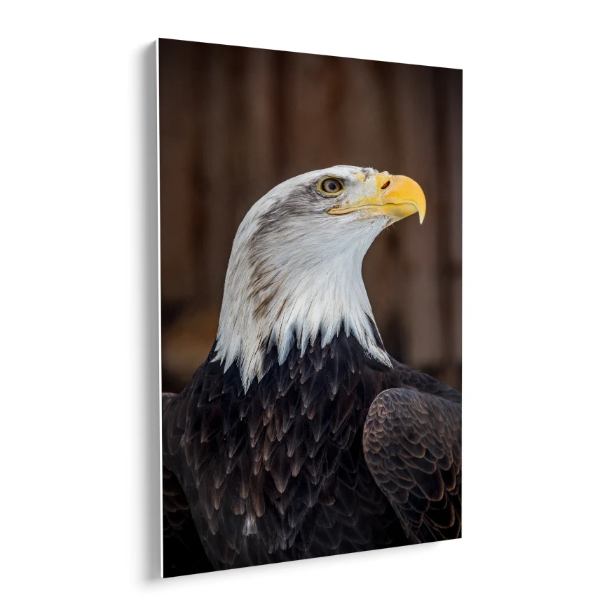 Águila Calva Poster