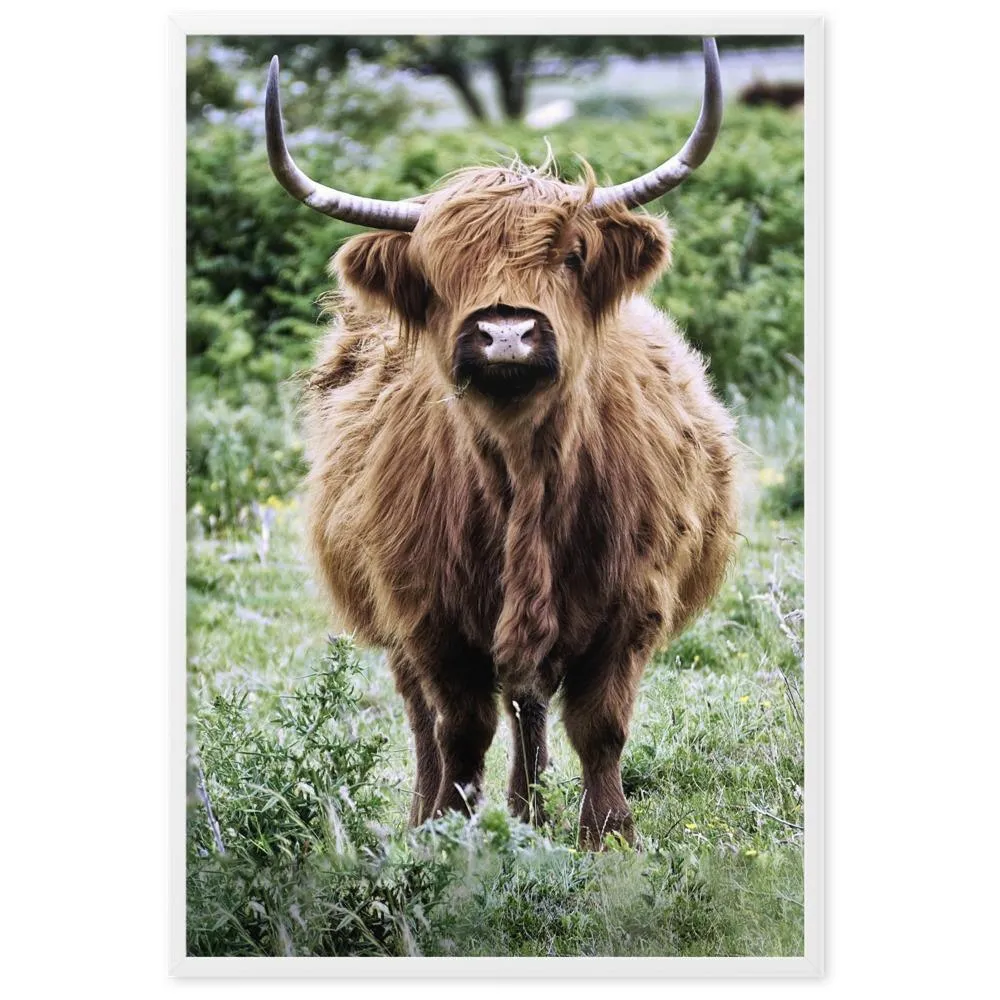 Ganado de las tierras altas - Póster Kuratoren von artlia