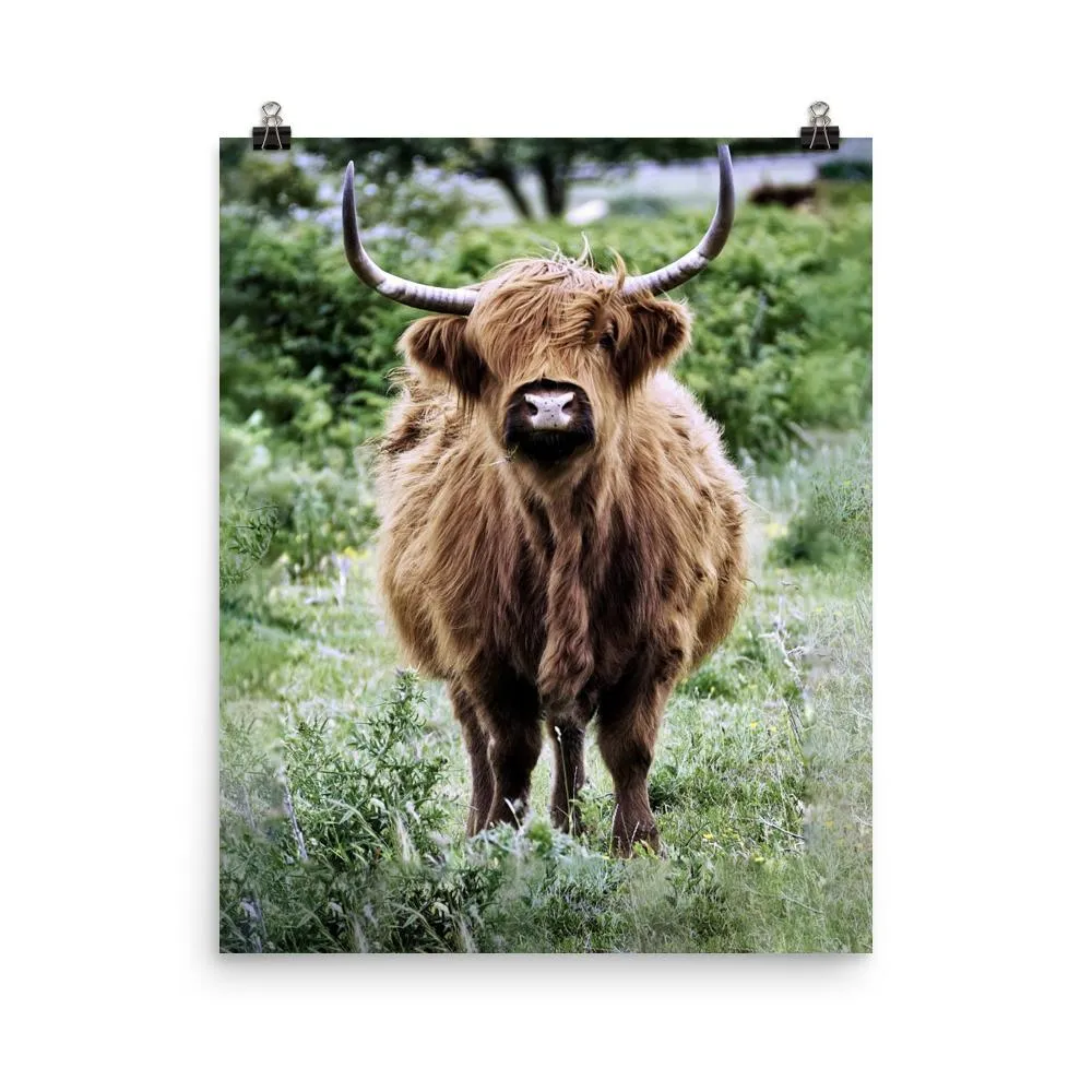 Ganado de las tierras altas - Póster Kuratoren von artlia