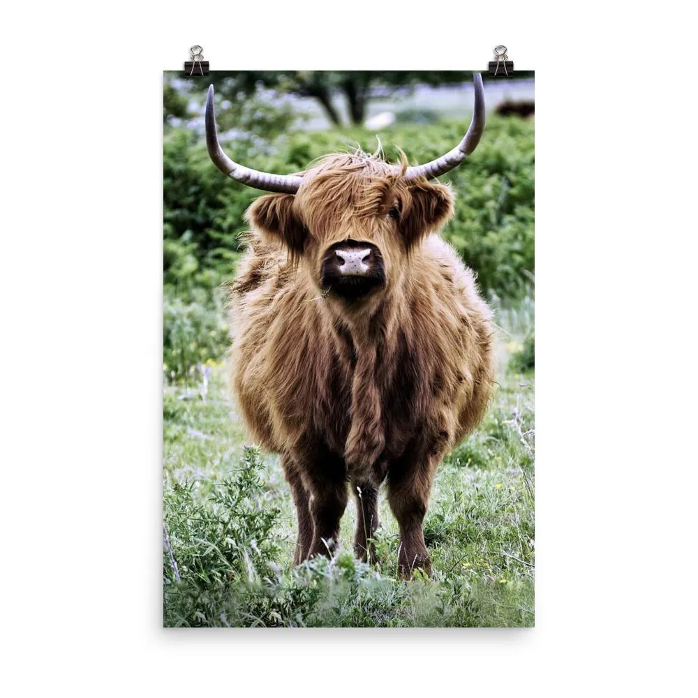 Ganado de las tierras altas - Póster Kuratoren von artlia