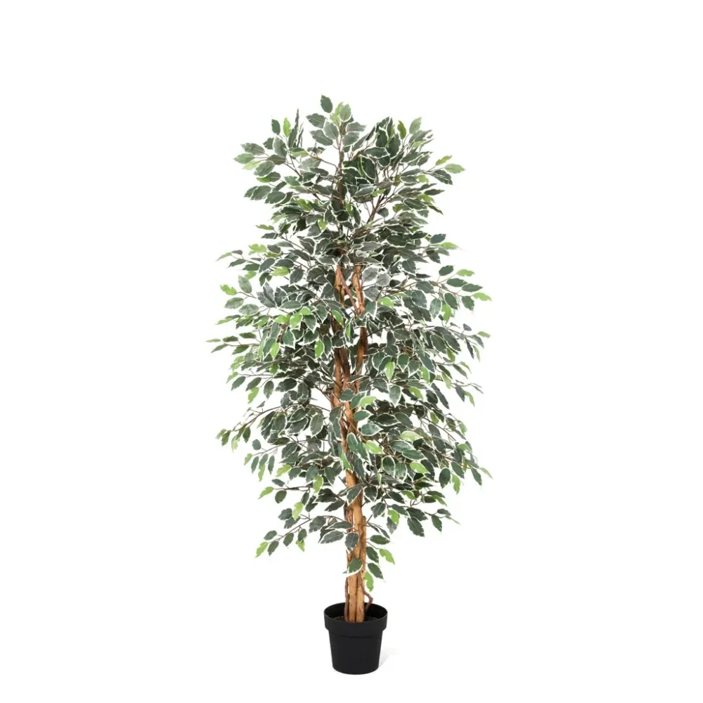 ARBOL FICUS 1124 HOJAS Ninguno