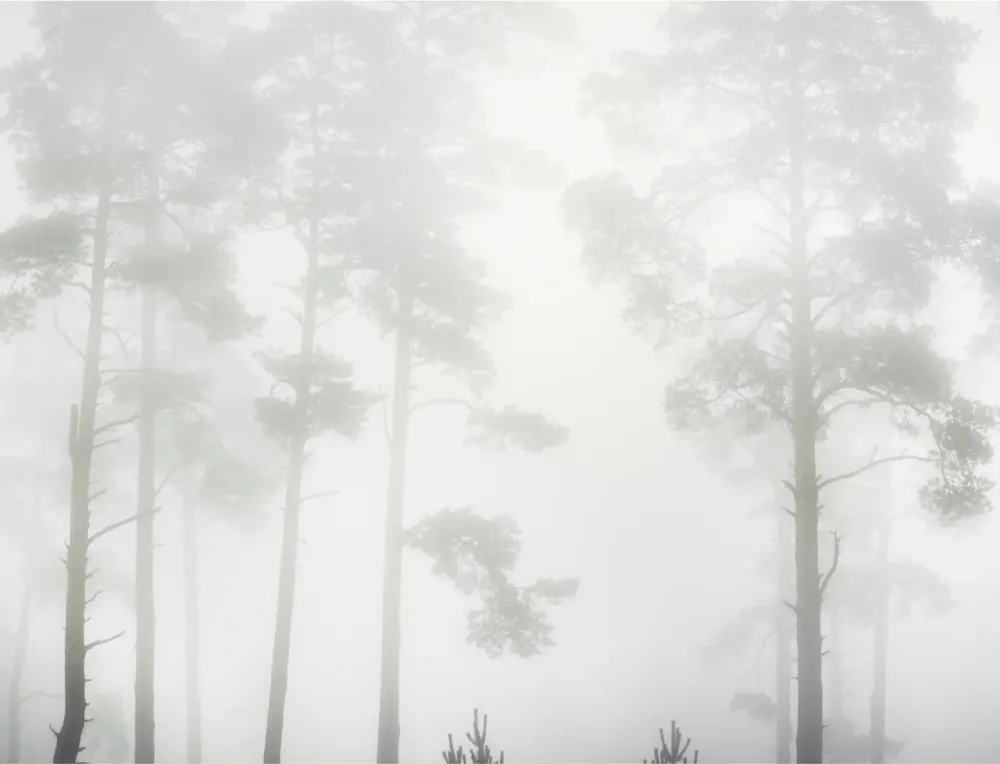 PAPEL MURAL - FOREST 17