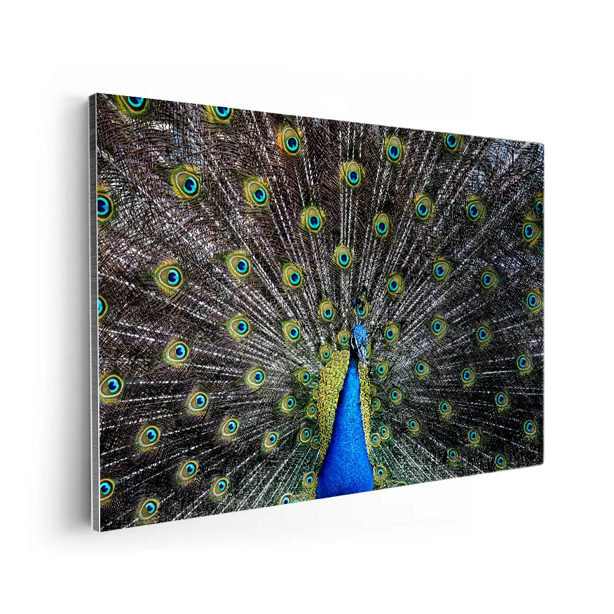 Pavo Real Común Poster
