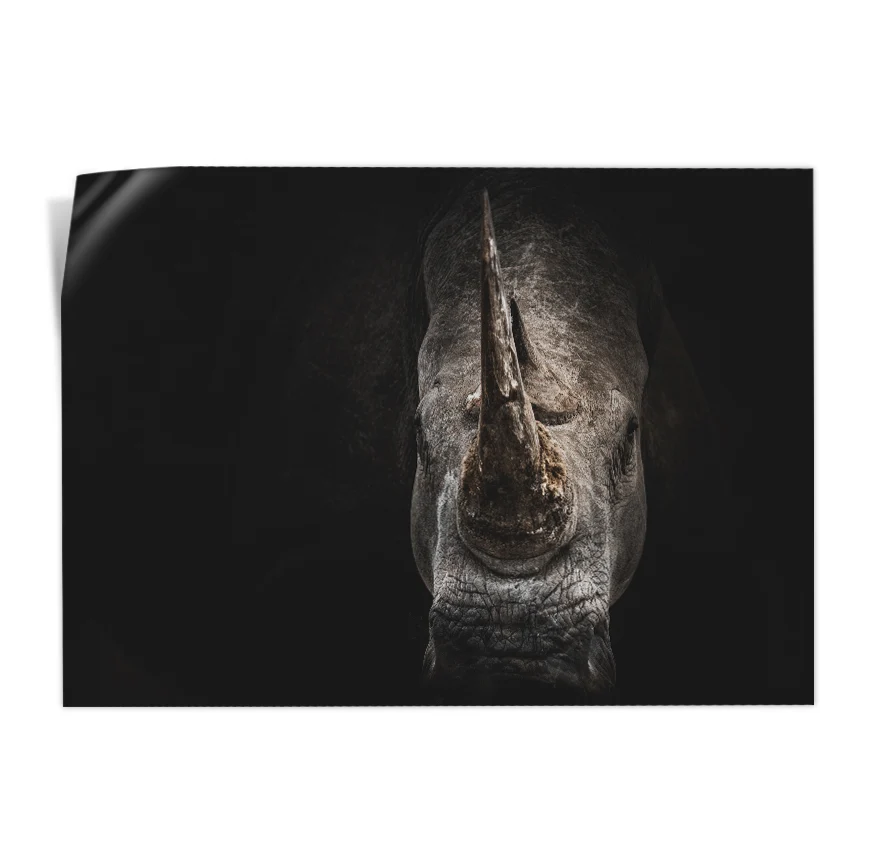 Rinoceronte Negro Poster