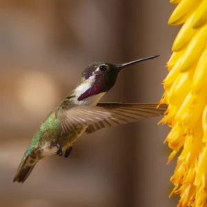 Colibri Studio Malek
