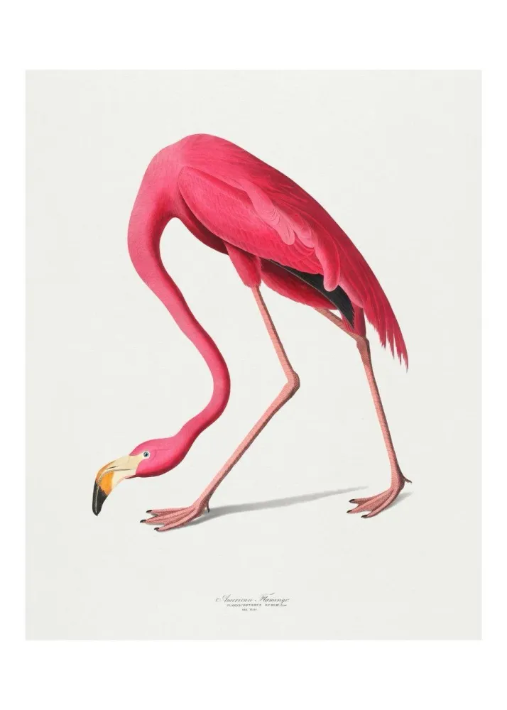 FLAMINGO VINTAGE studiomalek