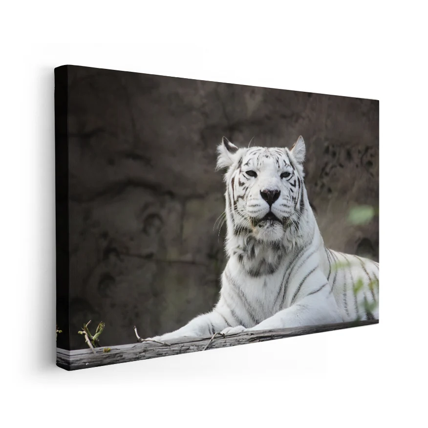 Tigre Albino Poster