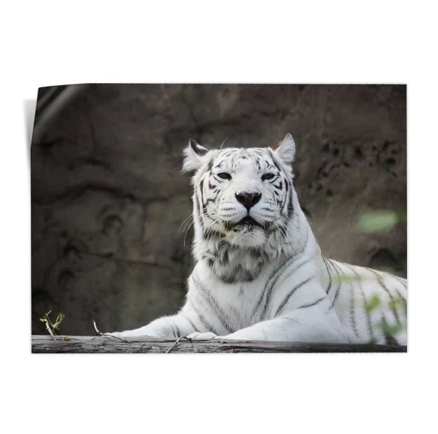 Tigre Albino Poster