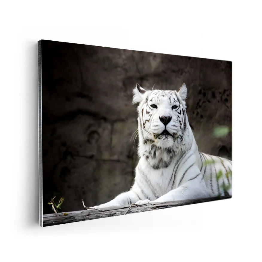 Tigre Albino Poster