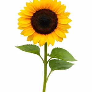 Sunflower Magic Orange PRO F1 | Helianthus annuus