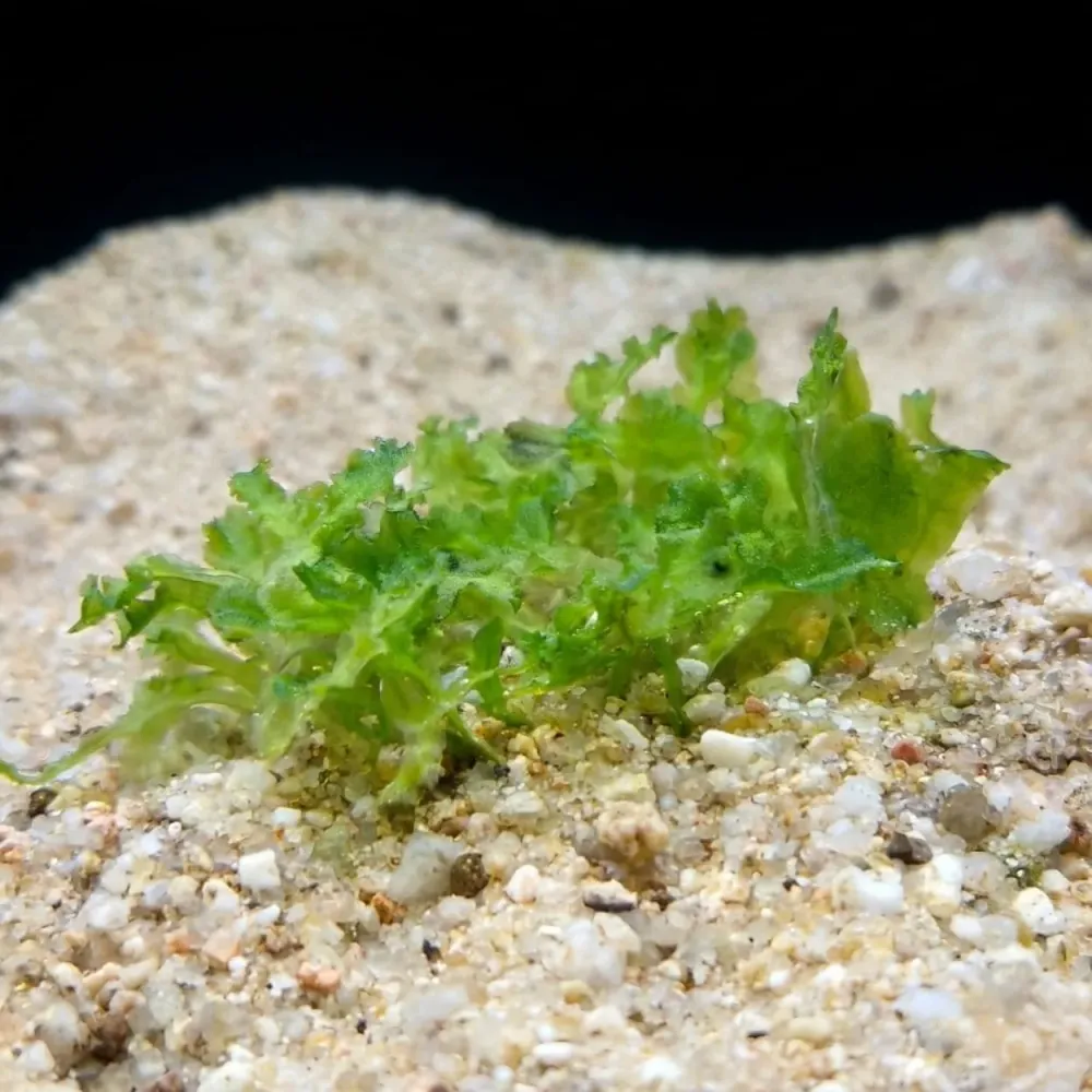 Pellia