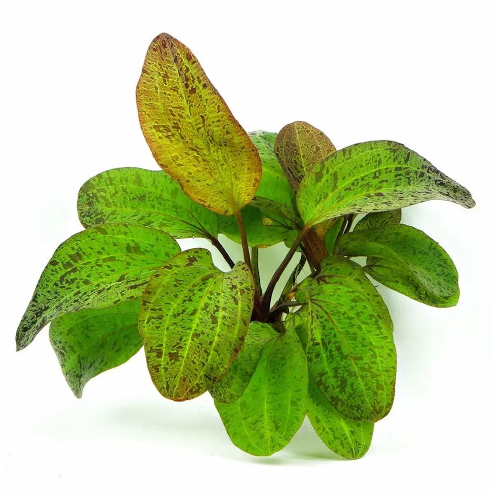 Echinodorus Ozelot – Planta Acuática de Hojas Estampadas para Acuarios Plantados Jufor Mundo Animal
