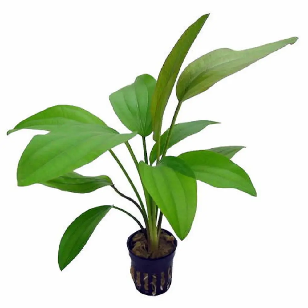 Echinodorus 'Rose' – Planta Acuática de Hoja Ancha con Tonos Rojizos para Acuarios Plantados Jufor Mundo Animal